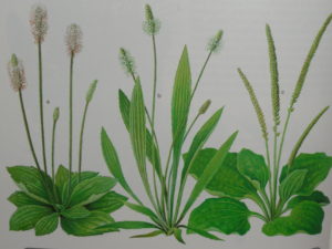 plantain (1)